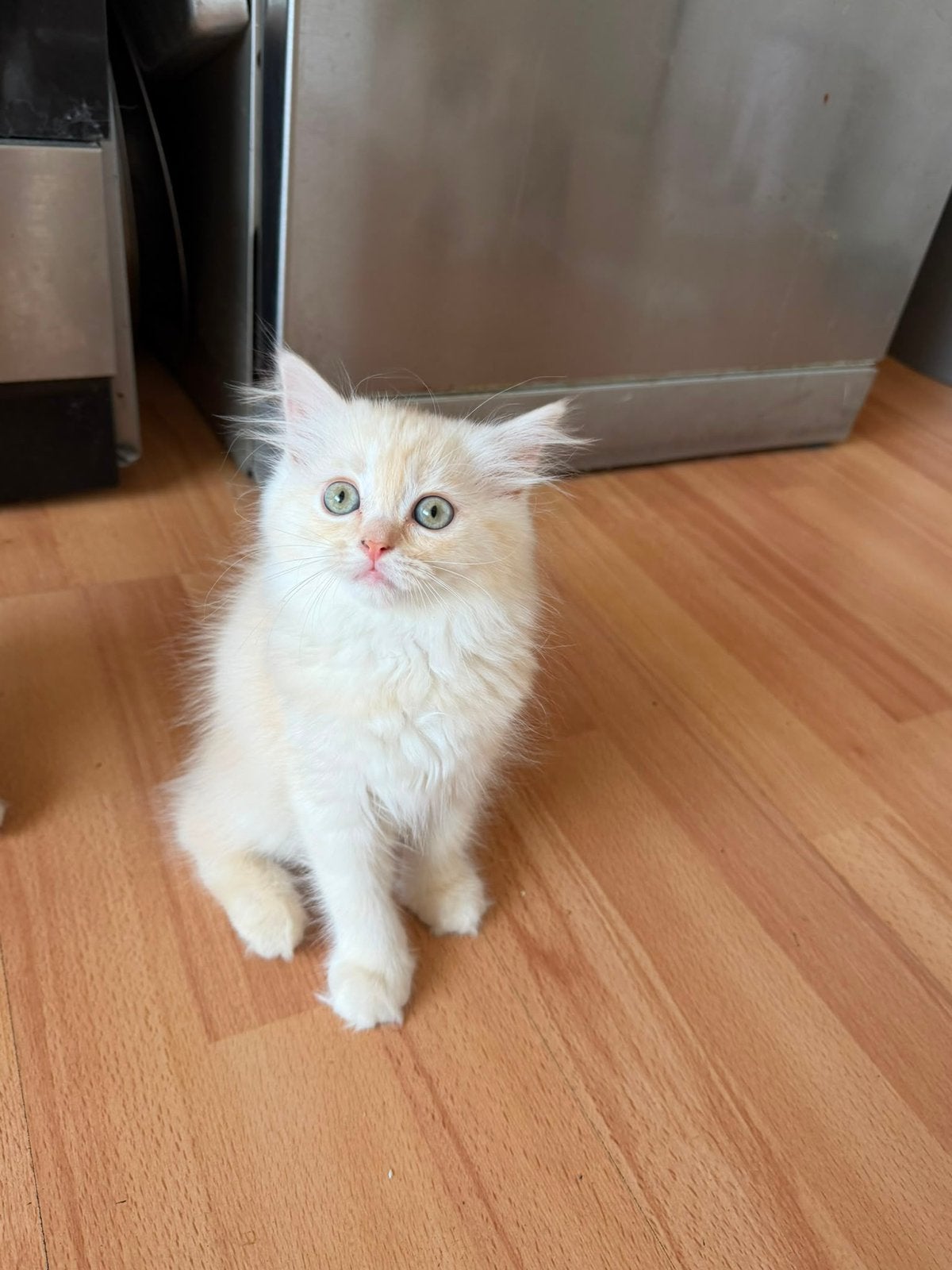 Britse langhaar gold, Dieren en Toebehoren, Katten en Kittens | Overige Katten, Meerdere dieren, Langharig, 0 tot 2 jaar