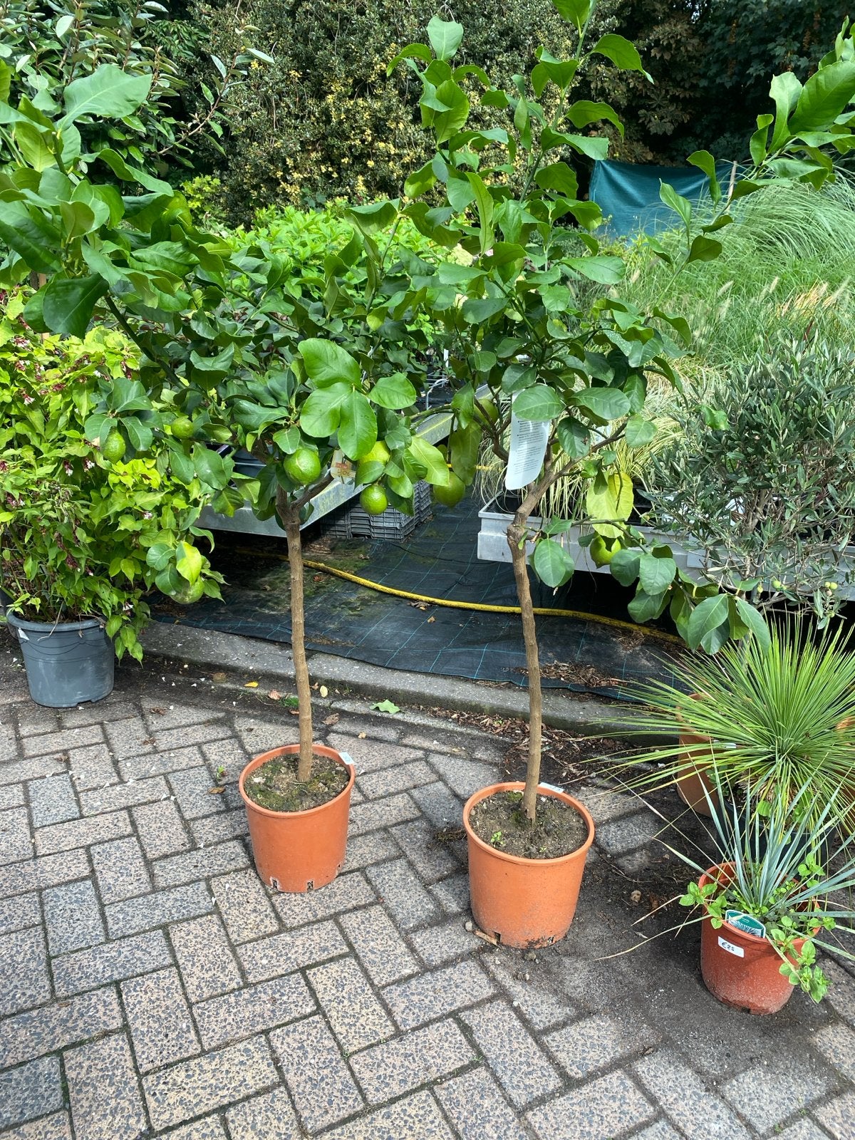 Citrus Limon 'Limone' - Citroenboom, Ophalen, Volle zon, Vaste plant, Fruitplanten