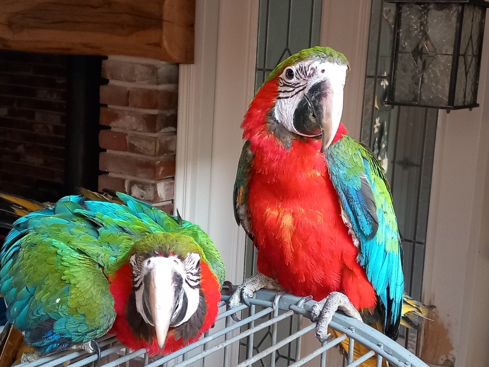 jonge harlilekijn ara om wordt fel oranje op de borst, Dieren en Toebehoren, Geslacht onbekend, Papegaai, Tam
