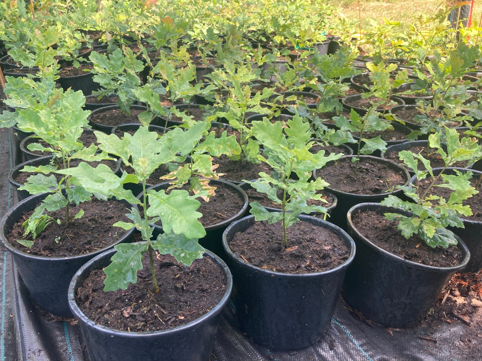 Jonge Eikenbomen in Pot - Quercus Robur, Tuin en Terras, Volle zon, Vaste plant, Bloeit niet, Ophalen