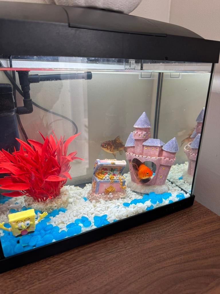 Aquarium, Ophalen of Verzenden, Zo goed als nieuw, Gevuld zoetwateraquarium