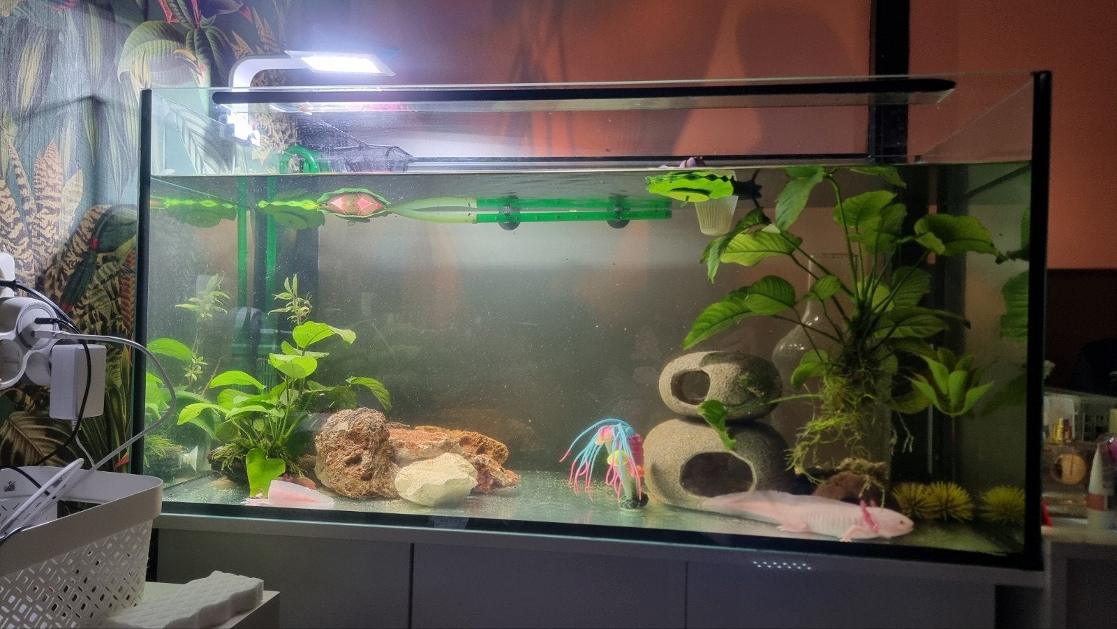 Axolotl aquarium 100x40cm inclusief witte 3deurs onderkast, Ophalen, Inclusief toebehoren, Zo goed als nieuw, Gevuld zoetwateraquarium