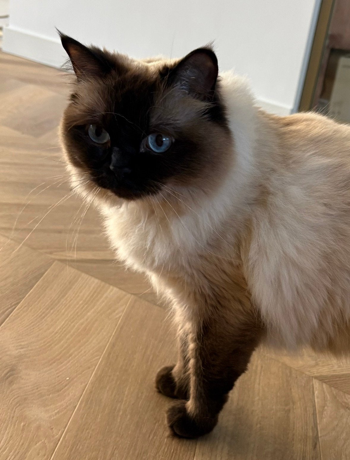 Ragdoll poes (3 jaar) zoekt een nieuw thuis, Poes