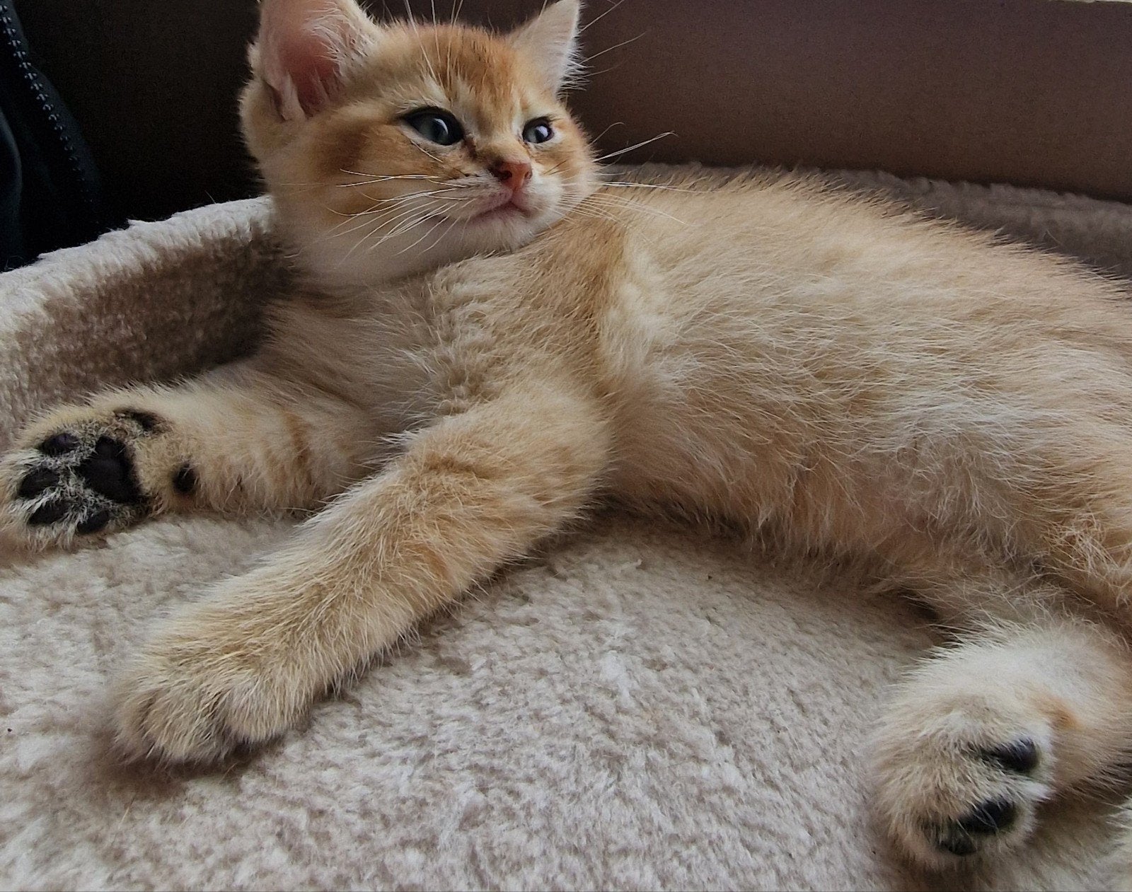 Black Golden Shaded kittens, Meerdere dieren, Ontwormd