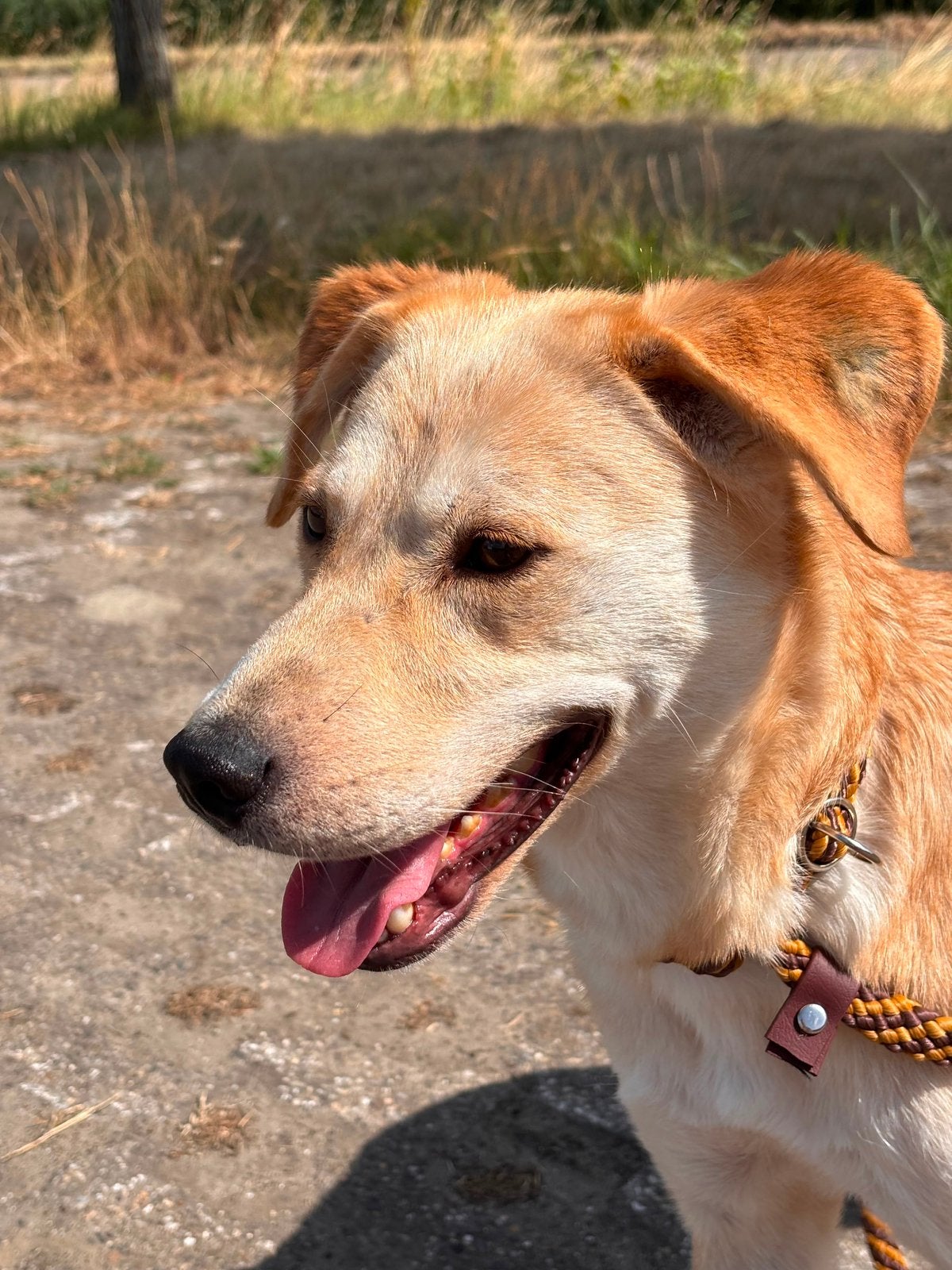 Faye, teefje 3 jaar, gesteriliseerd, Particulier, Buitenland, Teef, Parvo