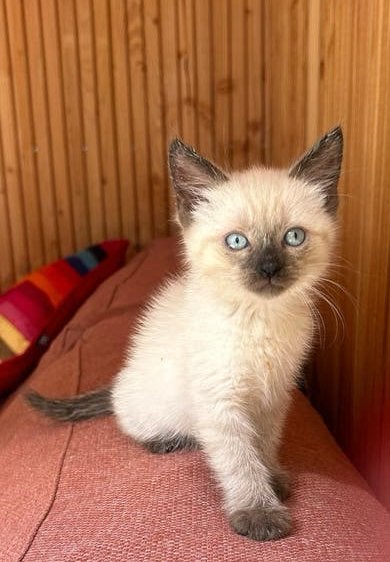 Prachtige Siberische MIX kittens – direct beschikbaar, Dieren en Toebehoren, Meerdere dieren