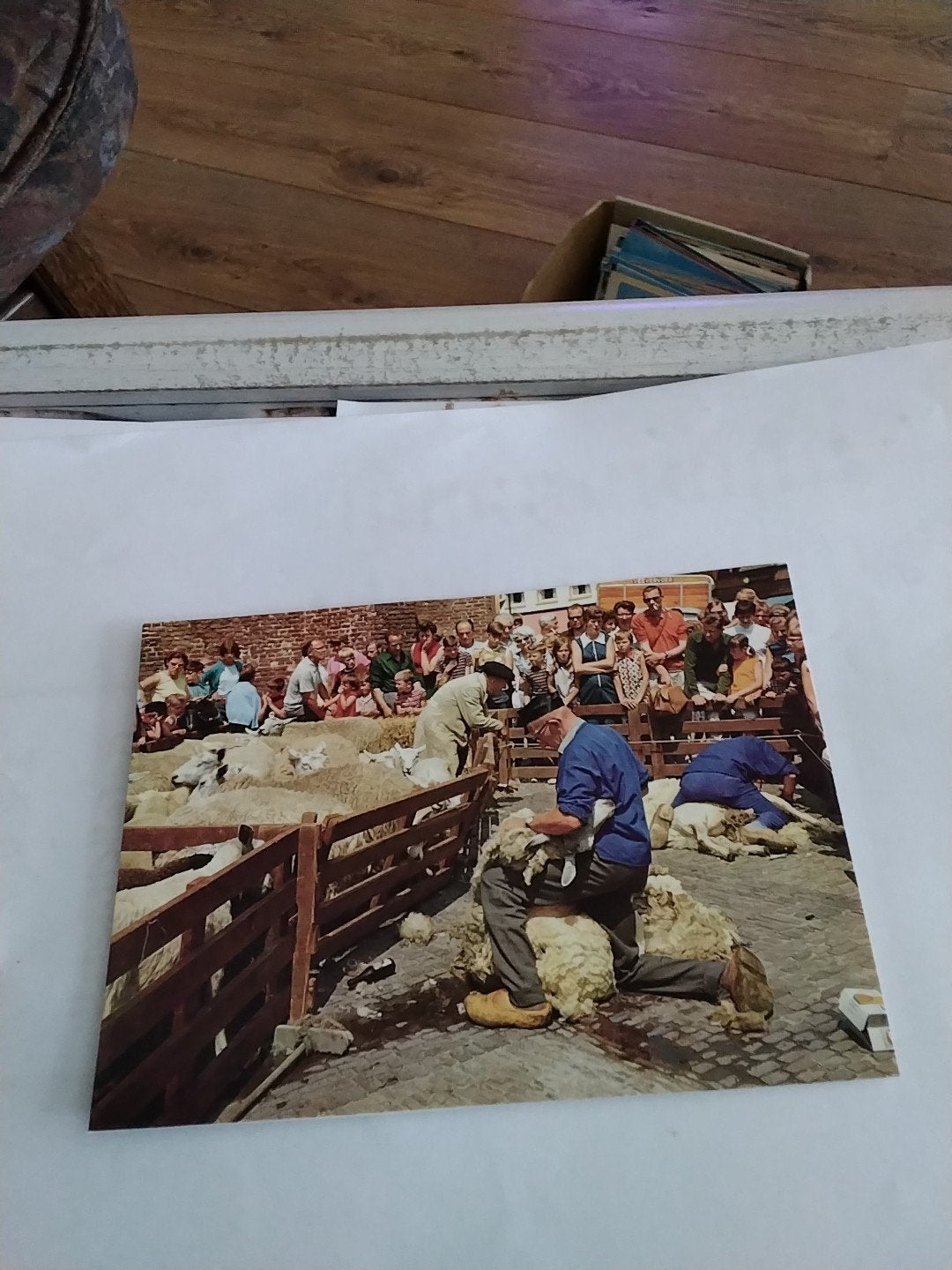 Oude foto schapen scheren, publiek kijkt toe, Ophalen of Verzenden