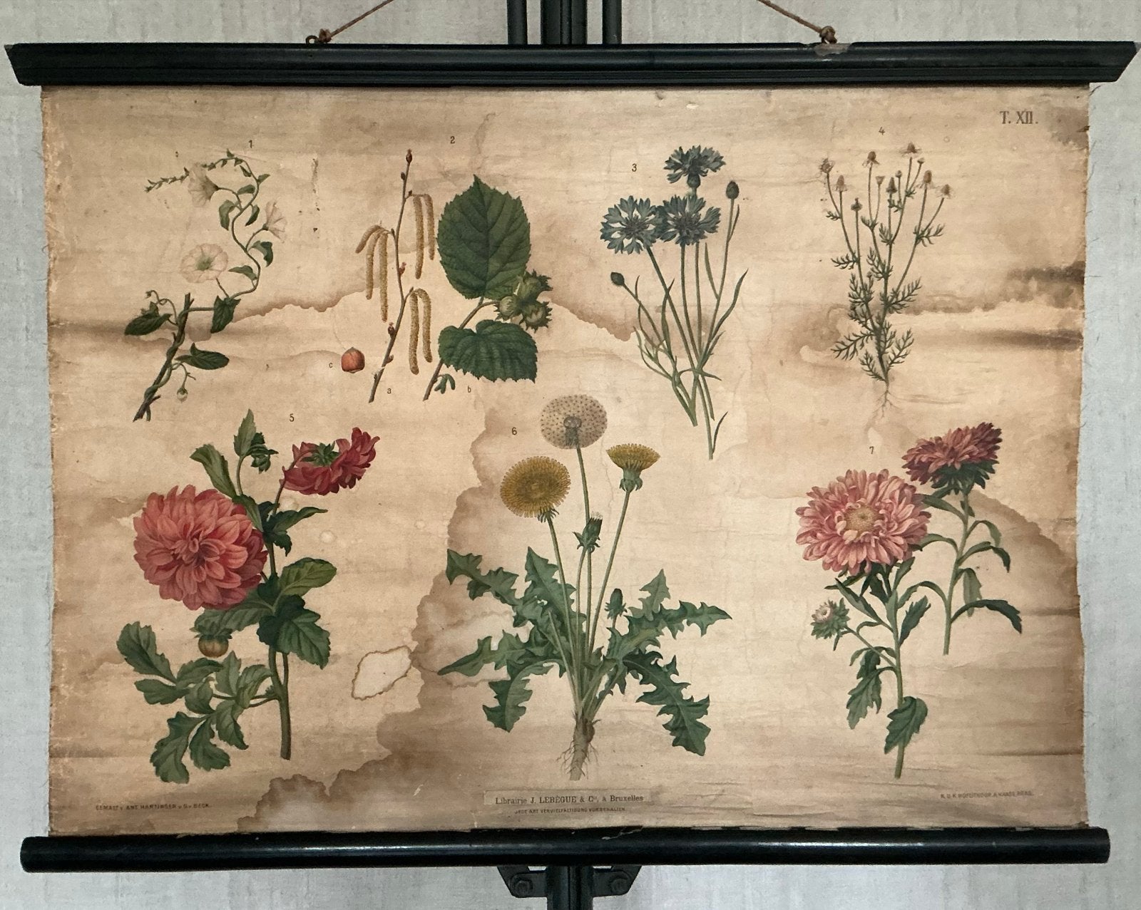 Antieke Botanische Schoolplaat T. XII. - J. Lebègue & Cie, Antiek en Kunst, Ophalen of Verzenden