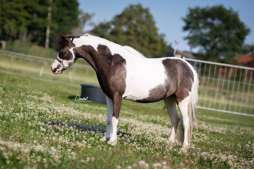 AMHA / NMPRS minipaarden, Dieren en Toebehoren, Merrie, Met stamboom, 0 tot 2 jaar