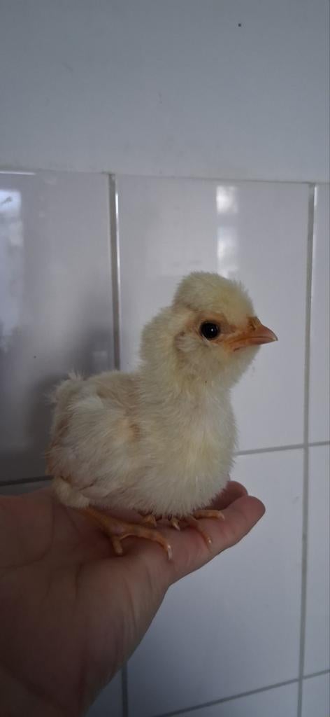 Padua hen kuikens, Dieren en Toebehoren, Vrouwelijk, Kip