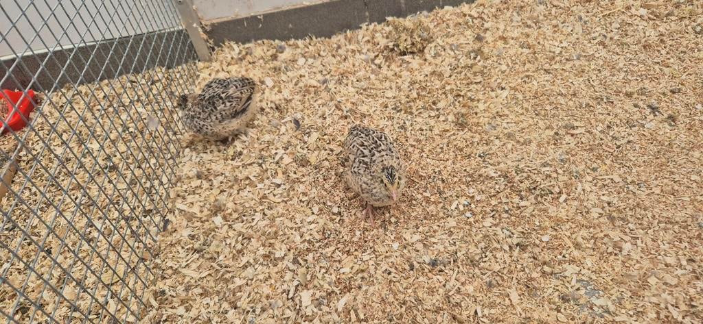 Te koop Japanse kwartels geel wildkleur zitten buiten, Meerdere dieren
