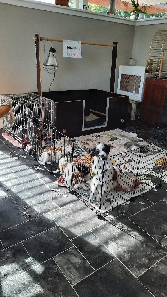 puppyren / hondenren / konijnenren, Ophalen of Verzenden, Zo goed als nieuw