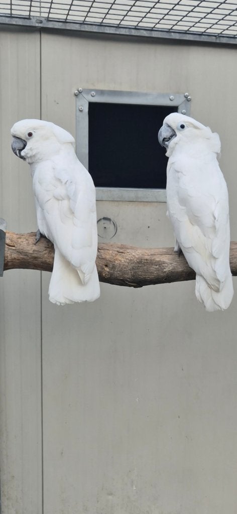 Witkuif kaketoes, Meerdere dieren, Papegaai, Pratend