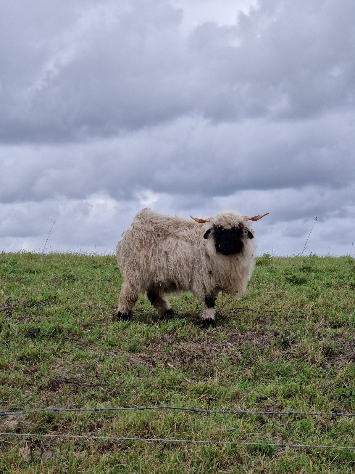 3 wallische schwarzenase schapen ooien, Vrouwelijk, Schaap, 0 tot 2 jaar
