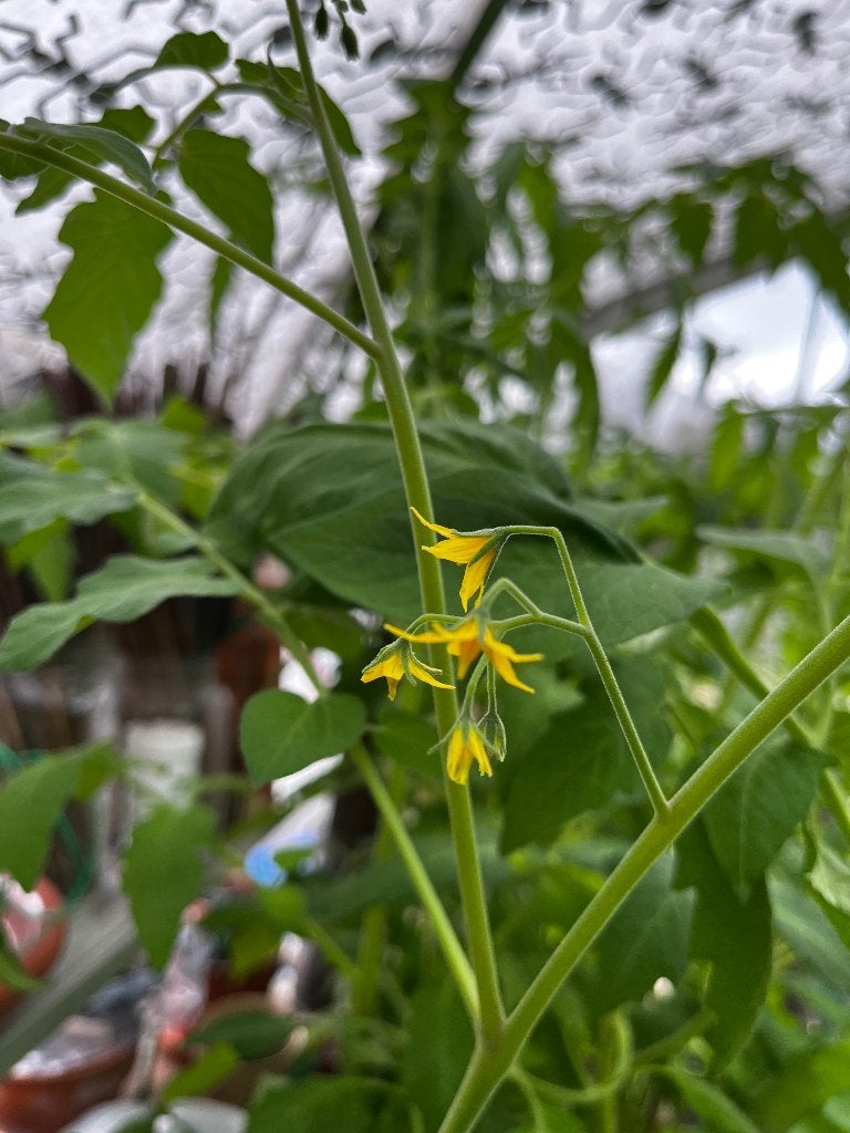 Tomatenplanten, Ophalen, Volle zon, Groenteplanten, Eenjarig