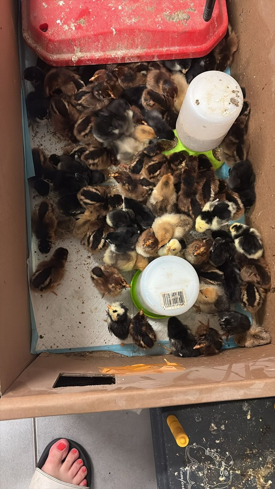 Kuikens diverse Brahma, Sabelpootkriel, barnevelder, Dieren en Toebehoren, Pluimvee, Geslacht onbekend, Kip