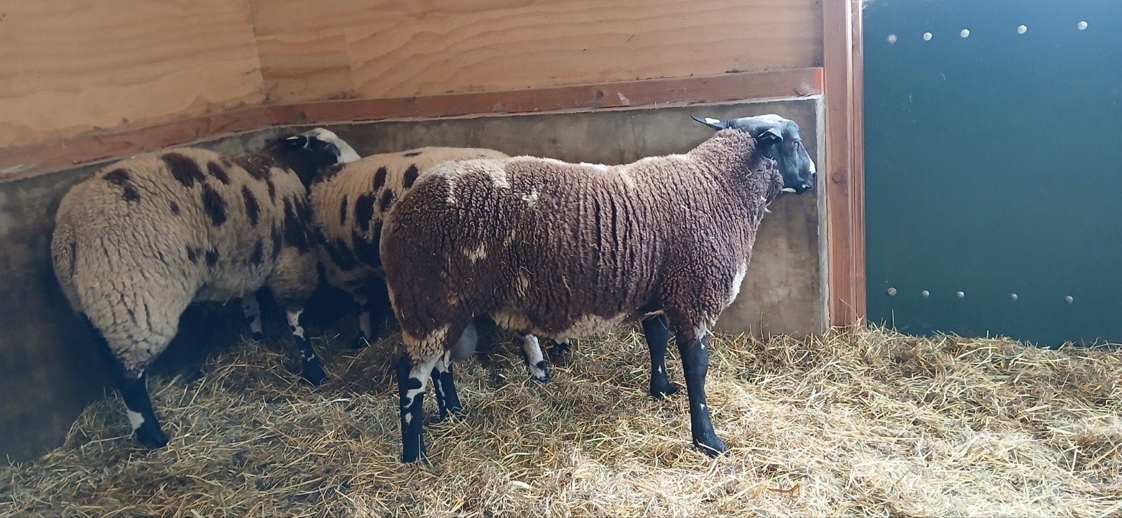 Te koop 2 beste bonte rammen, Dieren en Toebehoren, Schapen, Geiten en Varkens, Mannelijk, Schaap, 0 tot 2 jaar