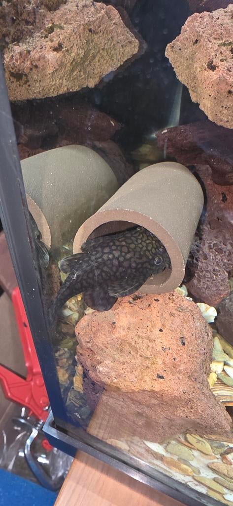 Ancistrus sp. Río Tocantins Beschikbaar!!, Dieren en Toebehoren, Vissen | Aquariumvissen, Vis
