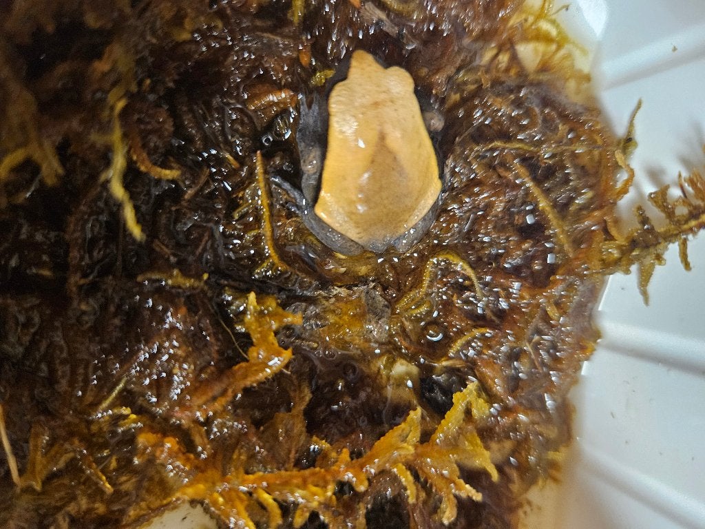 Dyscophus guineti  Tomatenkikker, Dieren en Toebehoren, Amfibie, 0 tot 2 jaar