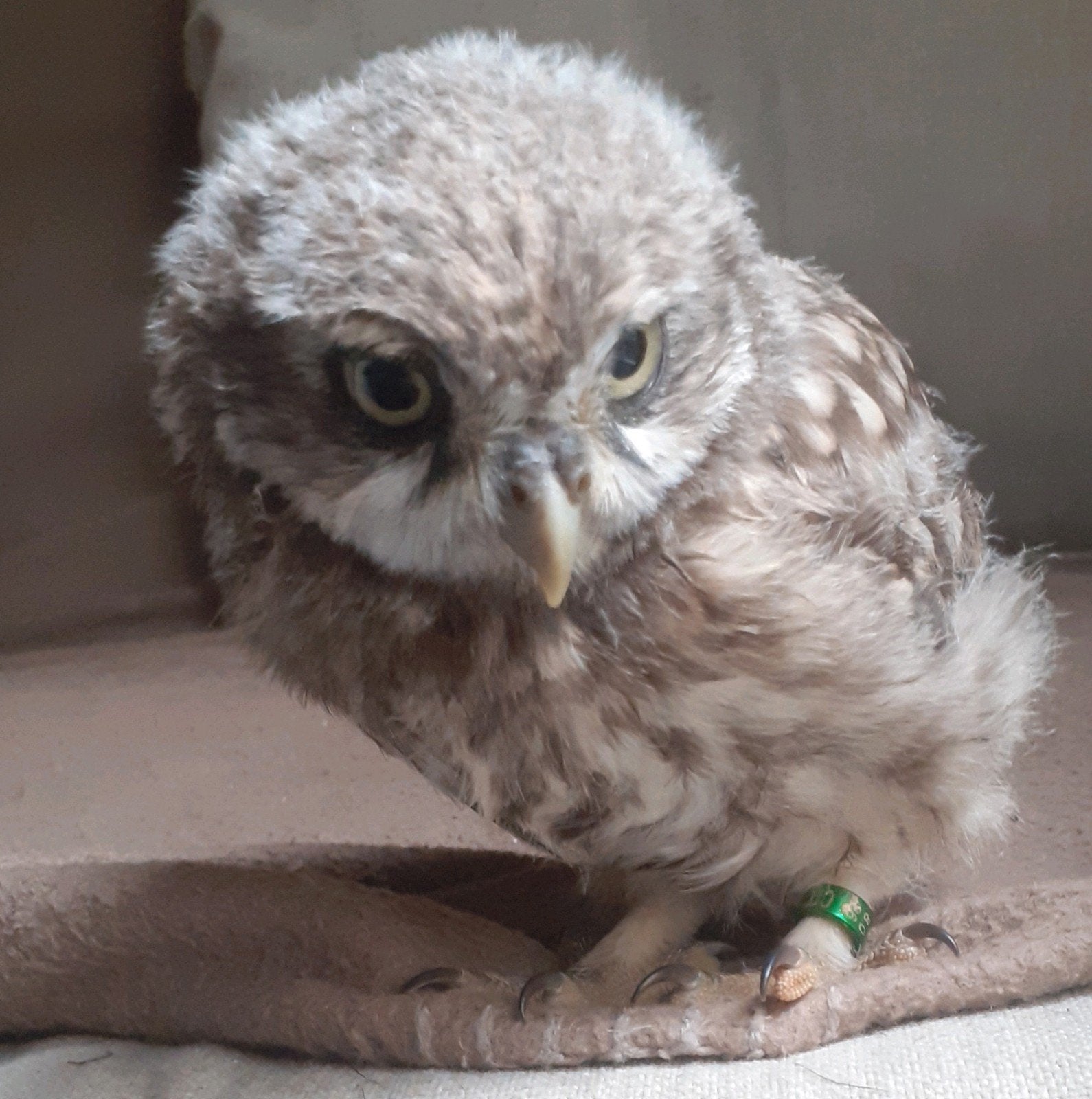 2Jonge steenuiltjes met cites en overdrachtsverklaring, Meerdere dieren, Roofvogel, Geringd