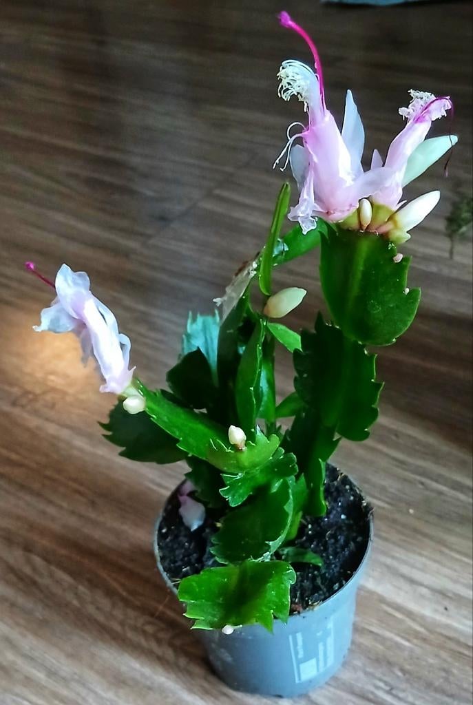 Liccactus in gezonde staat, Huis en Inrichting, Kamerplanten, Ophalen, Cactus, Halfschaduw, Minder dan 100 cm