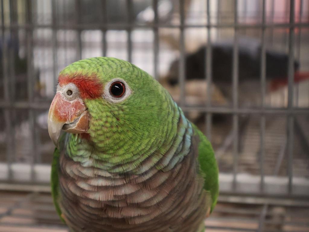 Diverse amazone papegaaien, Meerdere dieren, Papegaai, Pratend