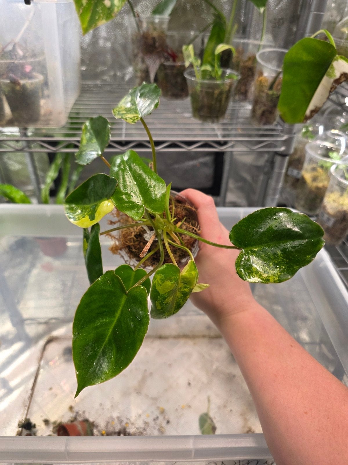 philodendron burle marx vari, Huis en Inrichting, Kamerplanten, Ophalen of Verzenden, Halfschaduw, Minder dan 100 cm