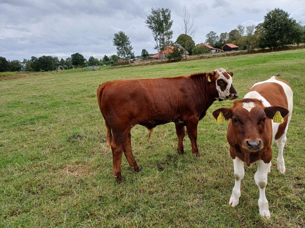 Stiertje 50%VRB en 100% FH Roodbont, Dieren en Toebehoren, Runderen, Mannelijk, 0 tot 2 jaar