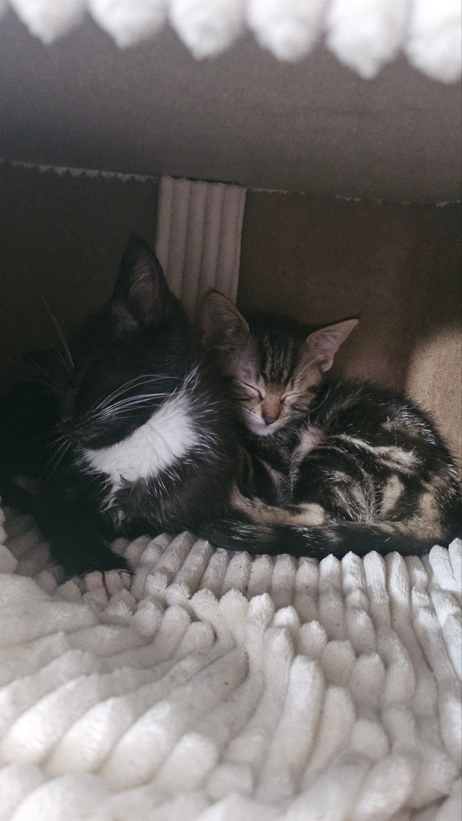 2 lieve kittens, Poes