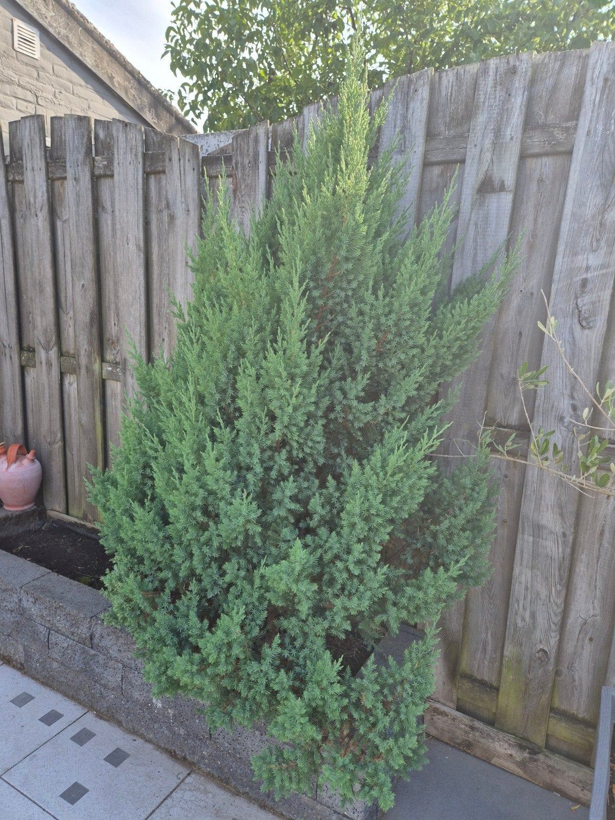 Klein boom gratis, Tuin en Terras, Ophalen, Volle zon, Overige soorten, Minder dan 100 cm