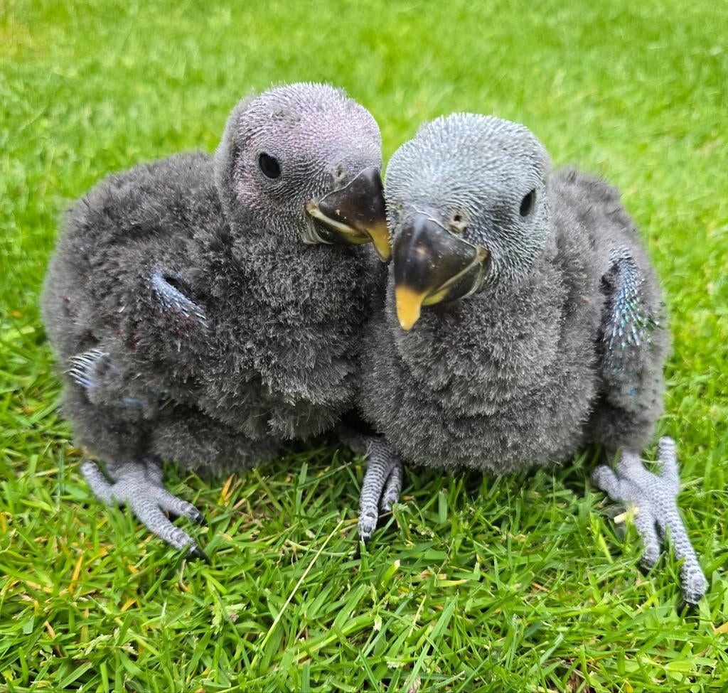 Super tamme baby Edel papegaaien, Dieren en Toebehoren, Vogels | Parkieten en Papegaaien, Meerdere dieren, Papegaai, Pratend
