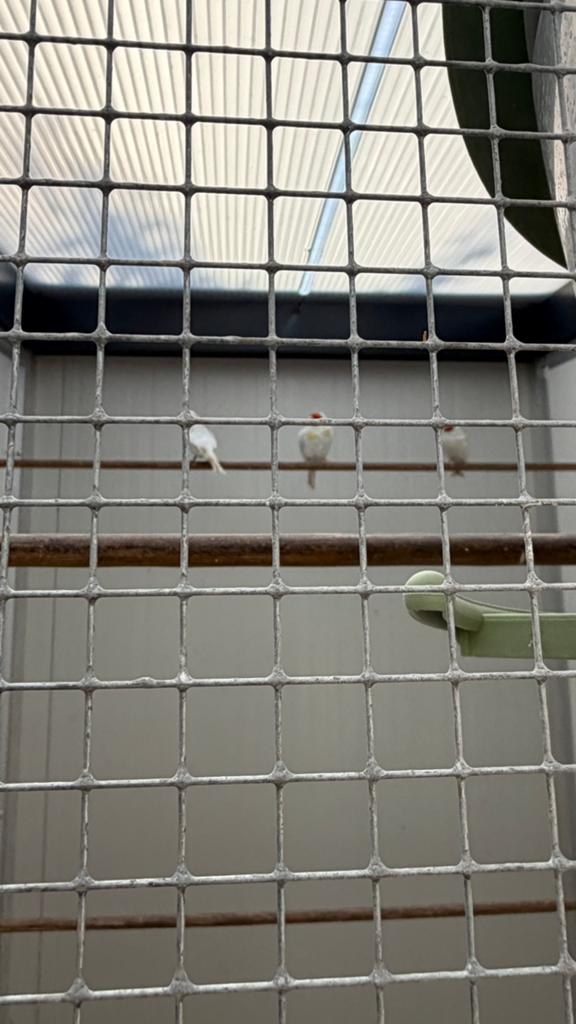 Major  putters, Meerdere dieren, Wildzangvogel, Geringd