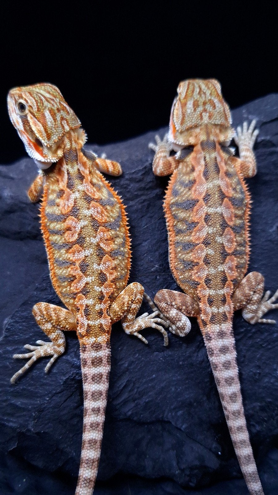 50% Red Monster Tiger Triple het. Baardagaam €150 op=op, Hagedis, 0 tot 2 jaar