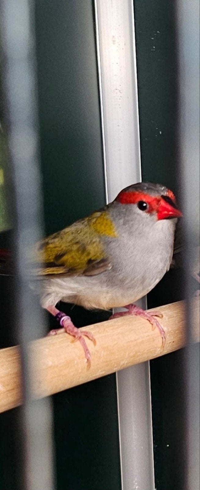 Te koop, dornastrilde man 2025., Dieren en Toebehoren, Vogels | Overige Vogels, Mannelijk, Geringd