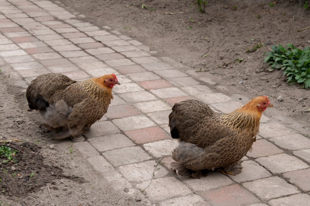 cochins, Meerdere dieren, Kip