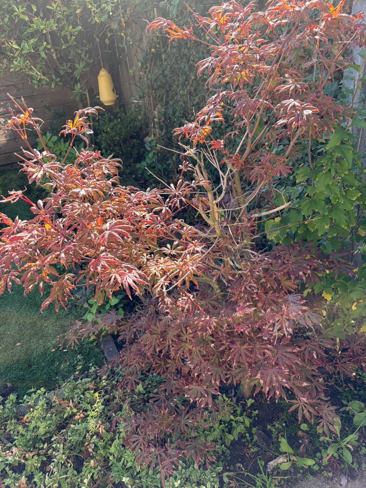 Japanse esdoorn, Tuin en Terras, Ophalen, Esdoorn, 100 tot 250 cm
