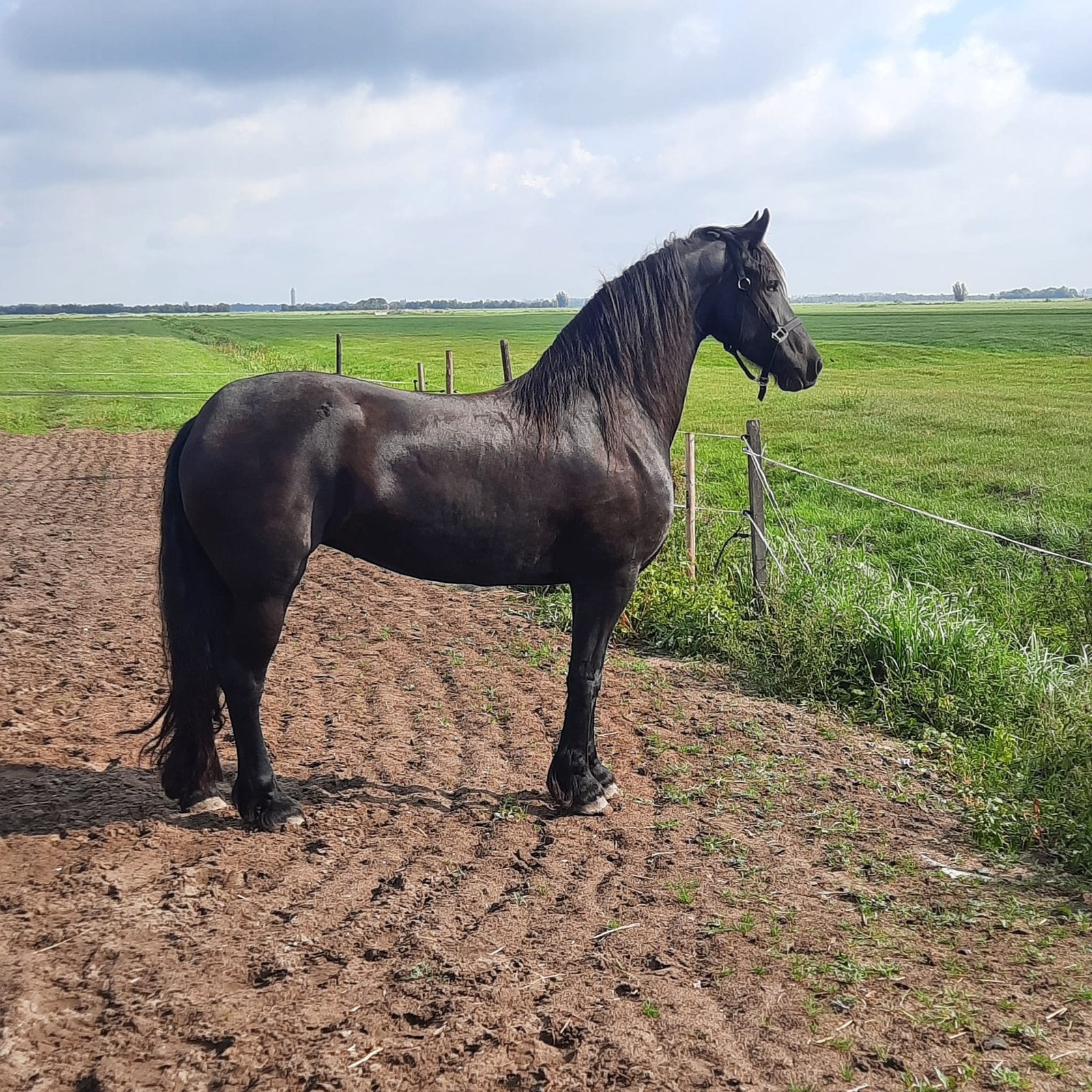 Luxe Friese merrie, Dieren en Toebehoren, Paarden, Merrie
