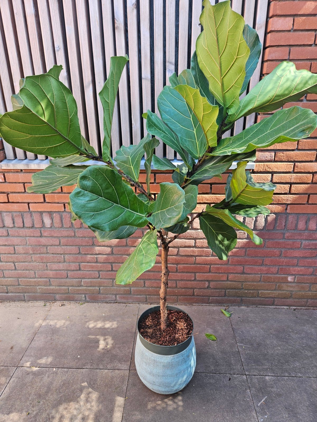 Ficus lyrata (vioolplant) op stam of struik, Ophalen of Verzenden, Ficus, Halfschaduw, 150 tot 200 cm