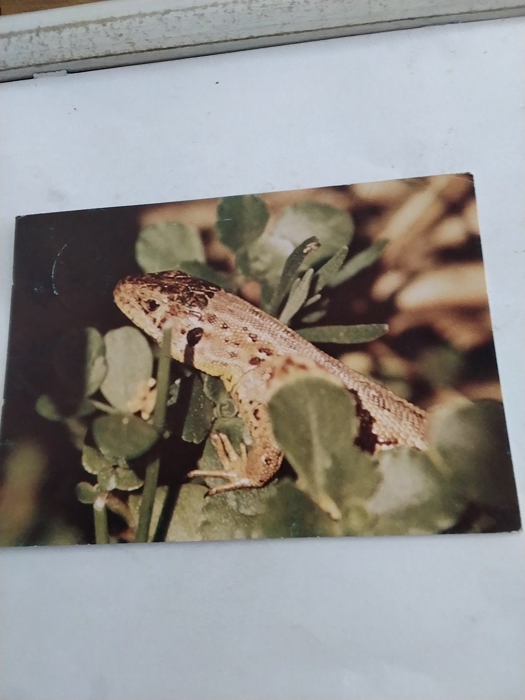 Vintage Ansichtkaart Hagedis - Ongelopen, Ophalen of Verzenden