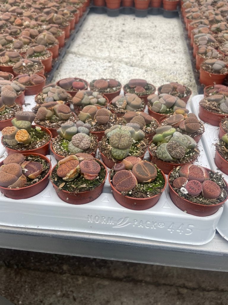 Vetplant  succulent levende steentjes Potmaat 5,5cm, Huis en Inrichting, Vetplant, Ophalen of Verzenden, In pot, Minder dan 100 cm