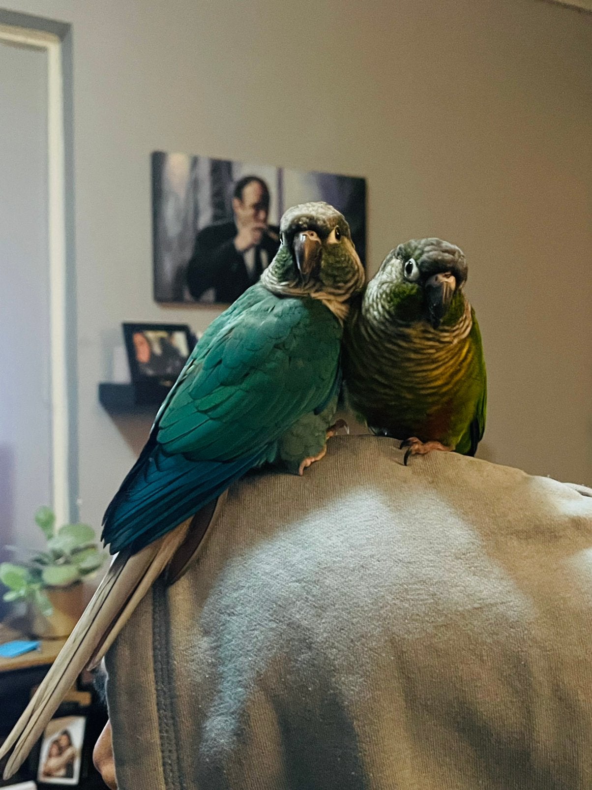 Pyrrhura koppel, Meerdere dieren