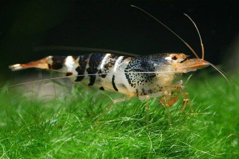 Mambo bee (tijger) garnalen - Mambo bijengarnalen, Kreeft, Krab of Garnaal, Zoetwatervis, Schoolvis