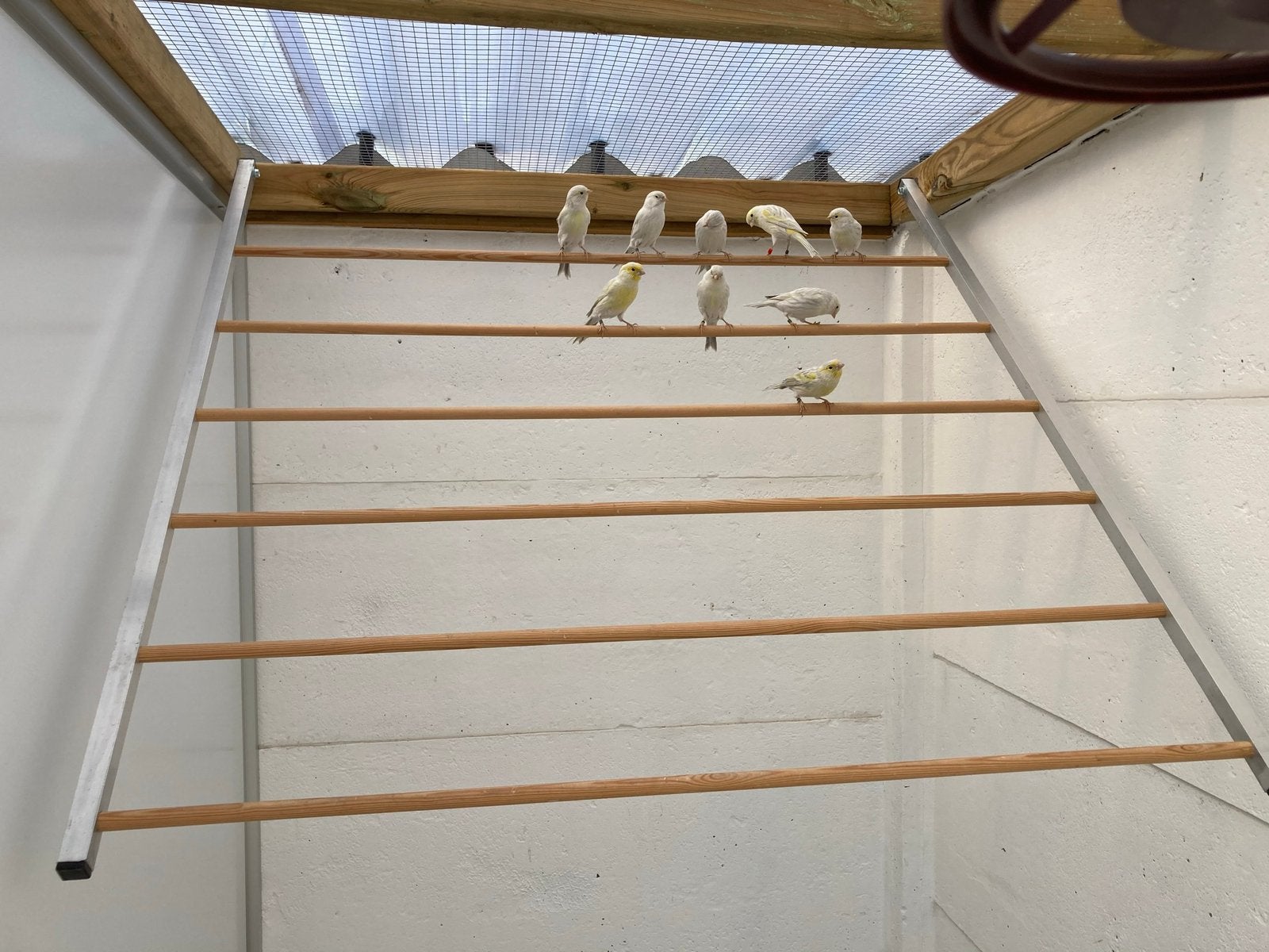 Koppels agaat opaal geel mozaiek, Meerdere dieren, Kleurkanarie