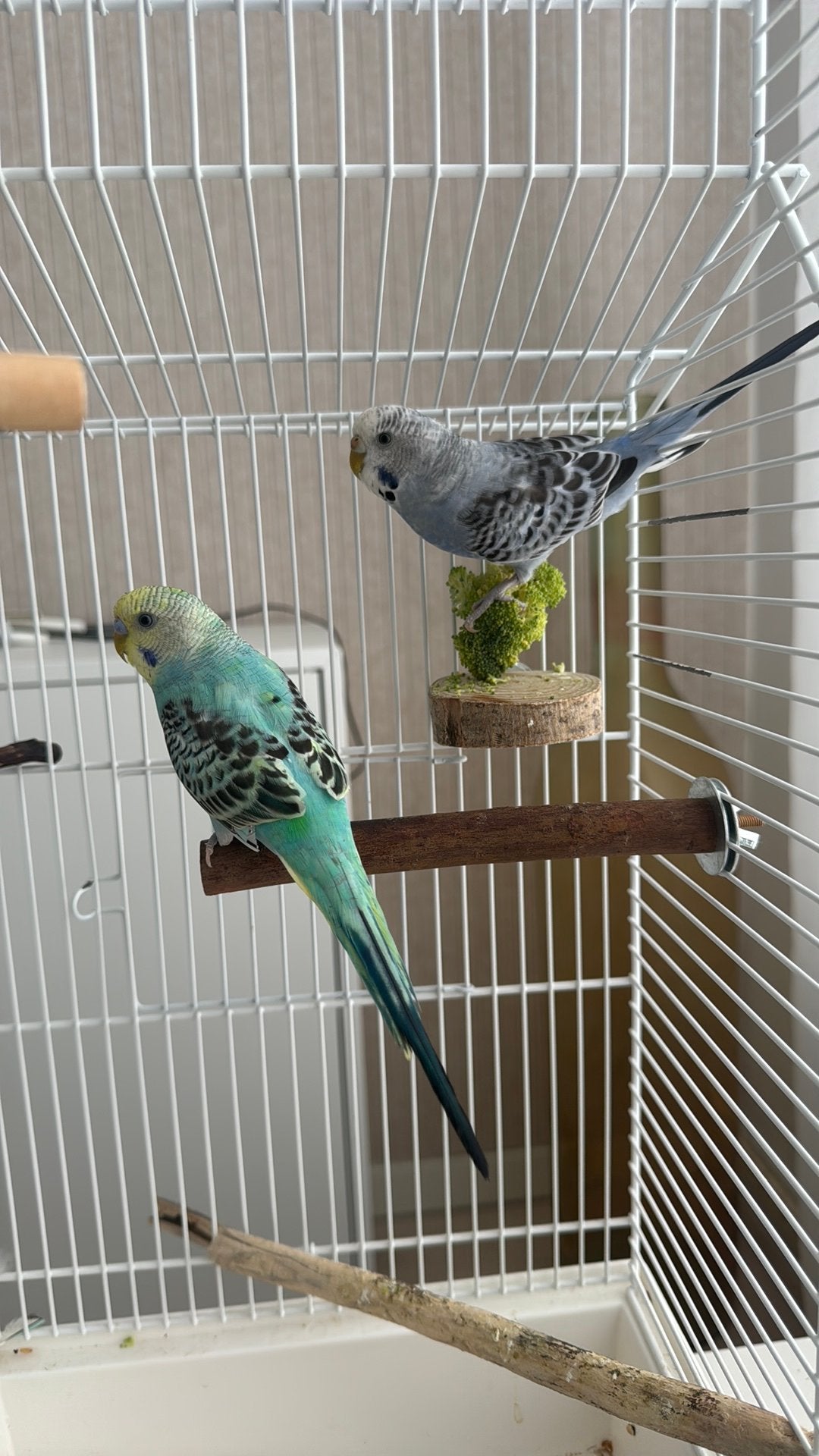 Grasparkieten met een kooi en 8 extra zitstokken, Meerdere dieren, Parkiet