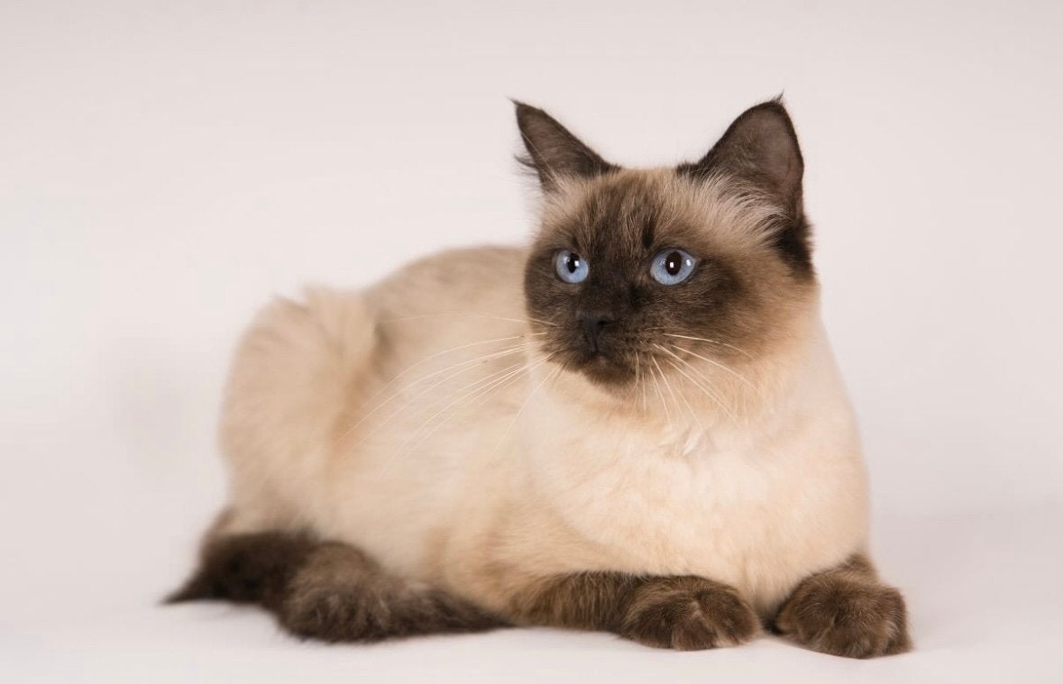 Prachtige Ragdoll poes met stamboom beschikbaar, Dieren en Toebehoren, Katten en Kittens | Raskatten | Langhaar, Poes, Met stamboom
