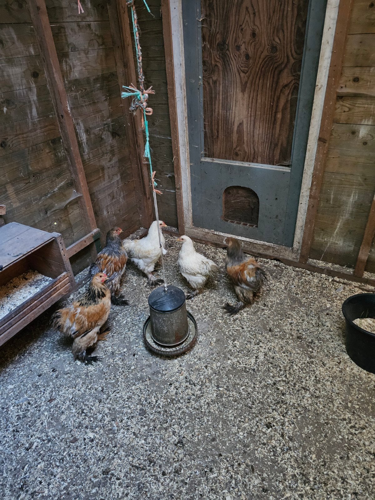 Verjonging nodig?  Brahma haantje, Dieren en Toebehoren, Mannelijk, Kip
