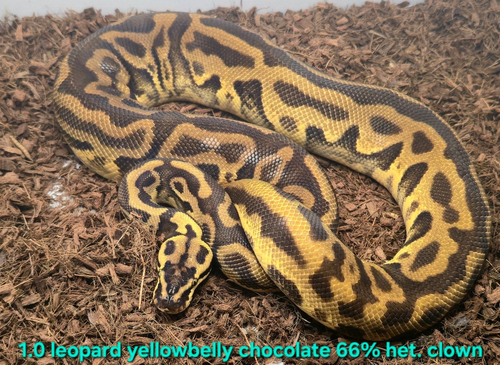 Volwassen koningspythons, lage prijzen Ball Python photo 3