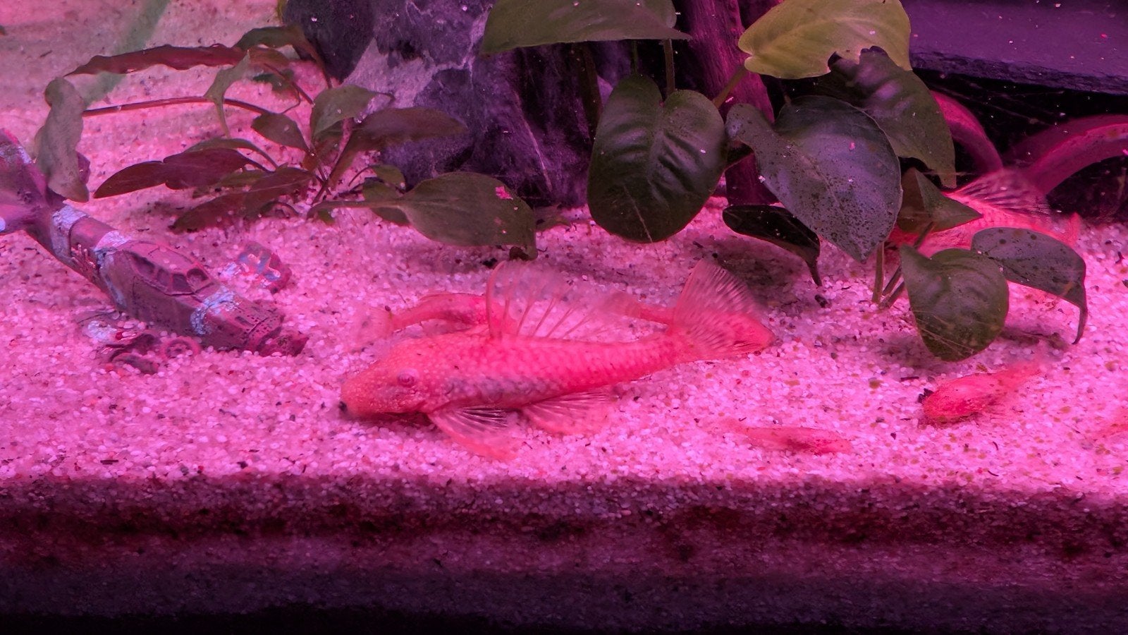 Ancistrus Dolicopterus Albino, Dieren en Toebehoren, Vissen | Aquariumvissen, Vis