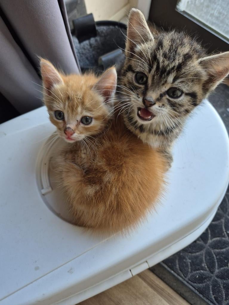 Kittens, Dieren en Toebehoren