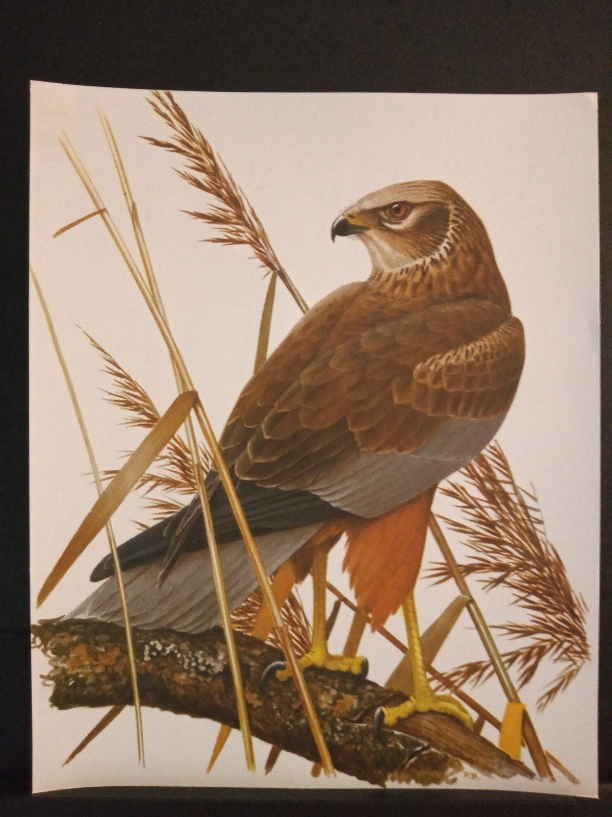Bruine Kiekendief andere namen omschrijving getek. P Barruel, Gebruikt, Verzenden, 1940 tot 1960, Dier